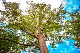 How Our Tree Care Process Works  in  Westwood, PA
