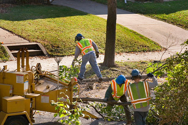 Best Tree Trimming and Pruning  in Westwood, PA